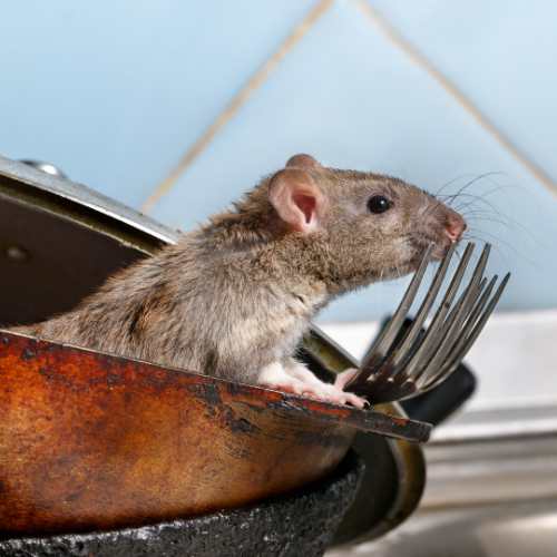 Rodent Image